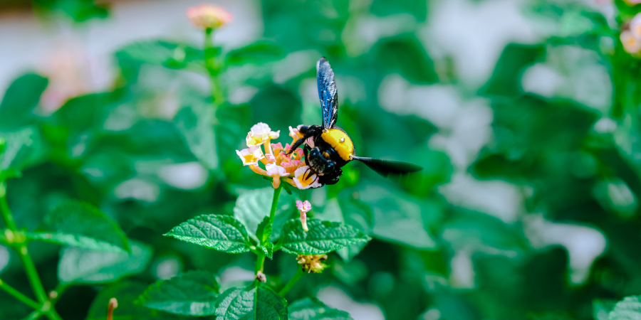Blog_BeeOnFlower_900x450
