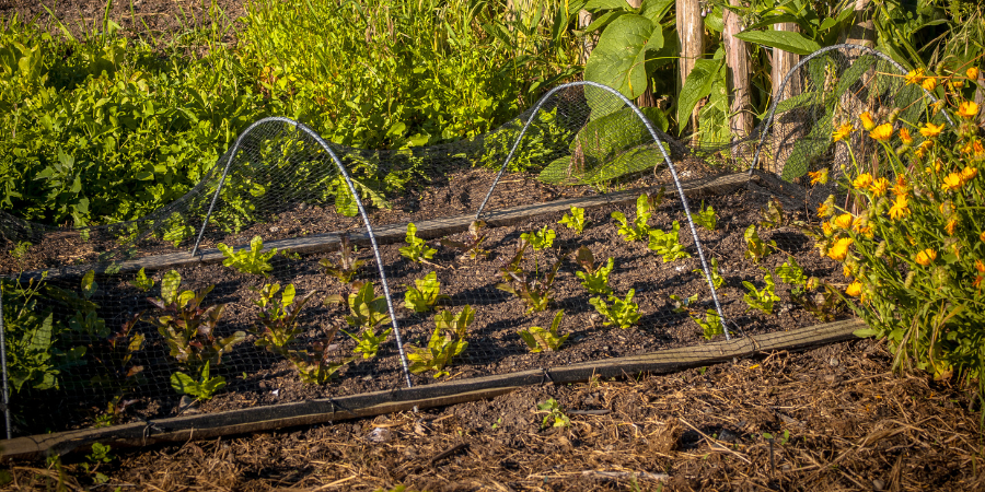 Blog_BeginnerGarden_900x450