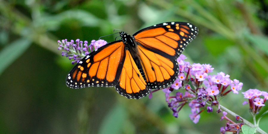 Blog_ButterflyOnPlant_900x450