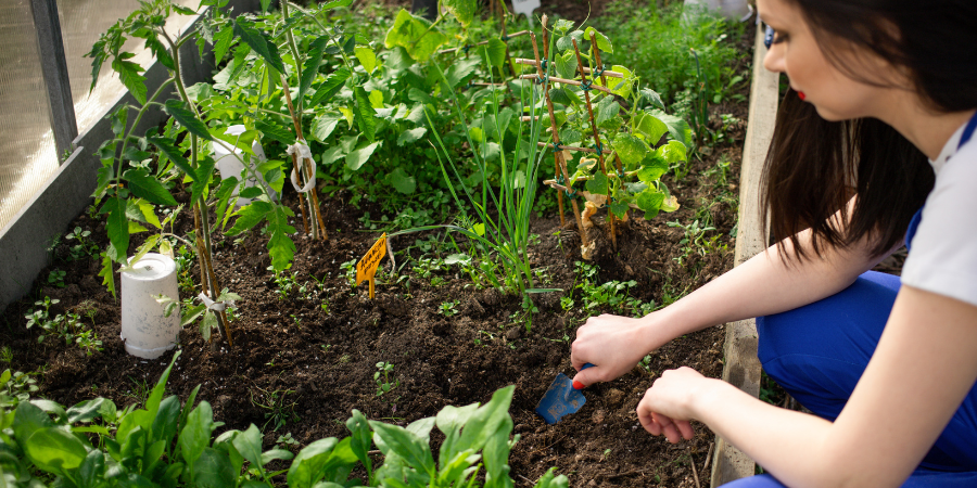 Blog_CompanionPlanting_900x450