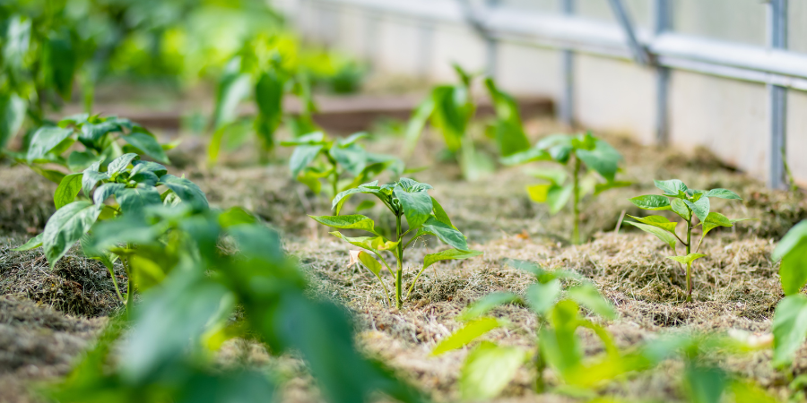 Blog_Garden Location_900x450