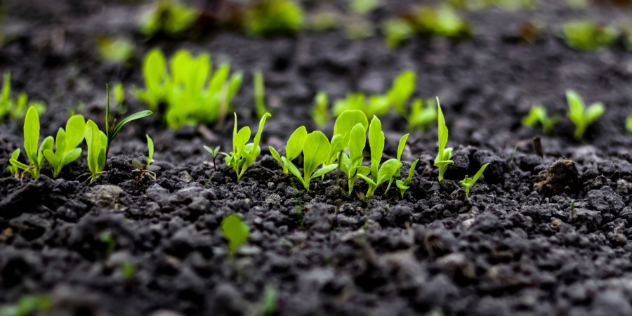 Blog_GardenSoilSeedlings_900x450