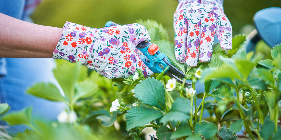 Blog_Gloves_900x450