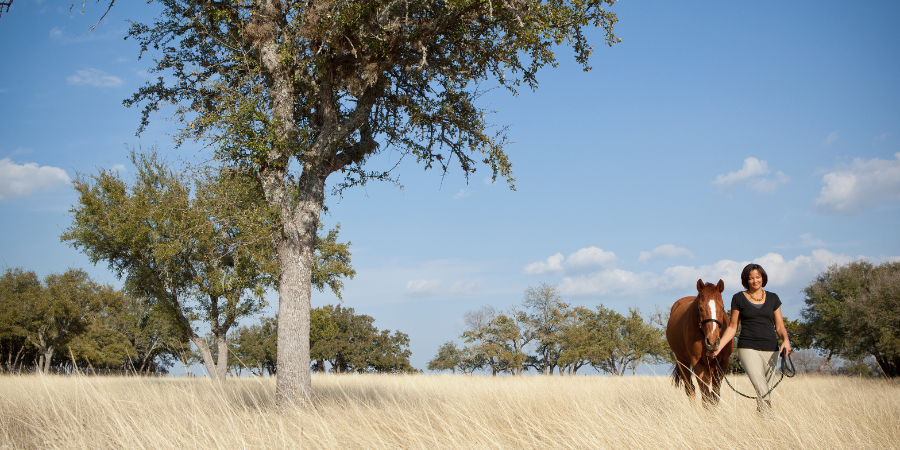 Blog_HorseInField_900x450