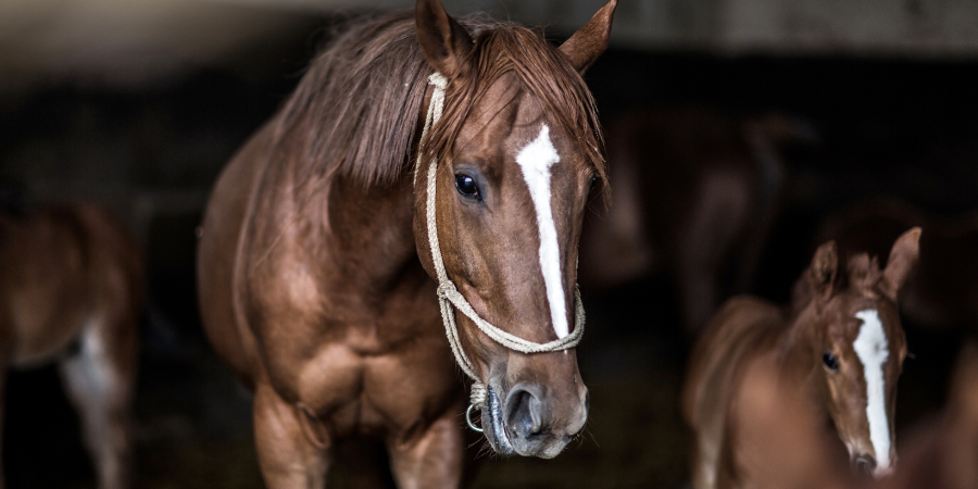Blog_Horses_900x450 (1)