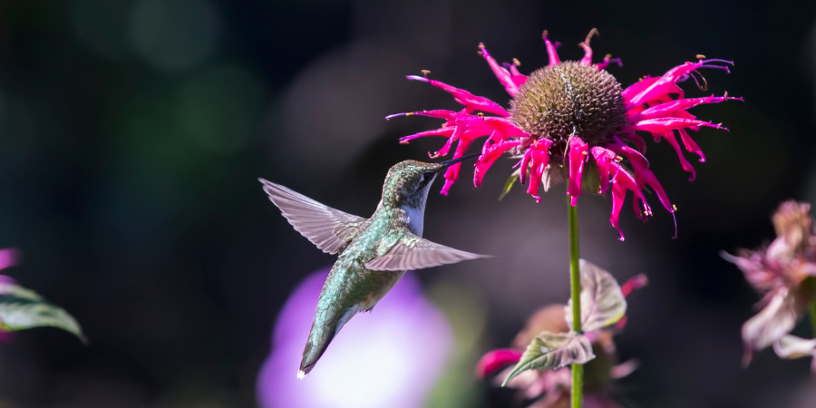 Blog_HummingbirdOnPlant_900x450