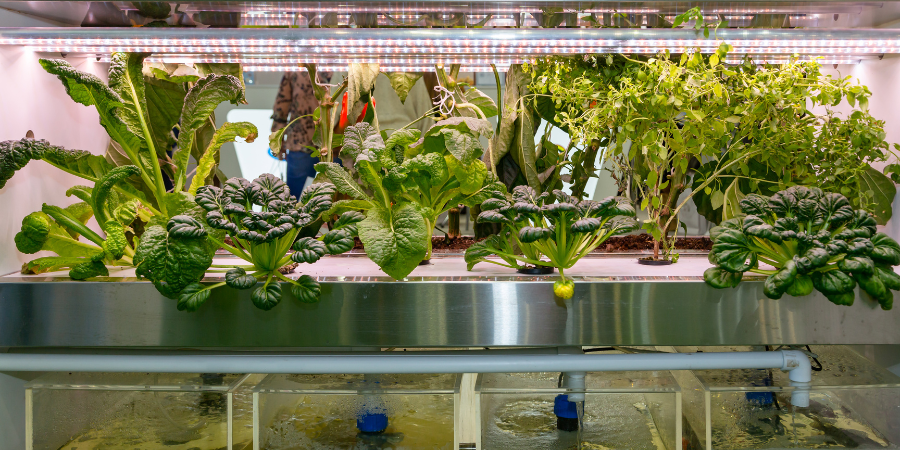 Blog_HydroponicGardeningatHome_900x450