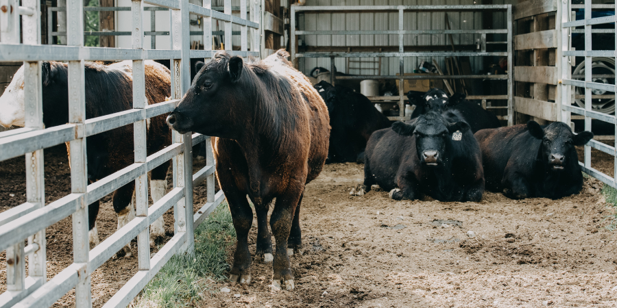 Blog_Livestock_900x450
