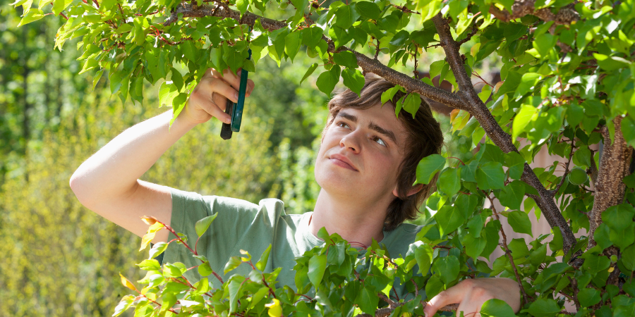 Blog_ManPruningTree_900x450