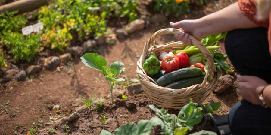 Blog_OrganicGardening_900x450