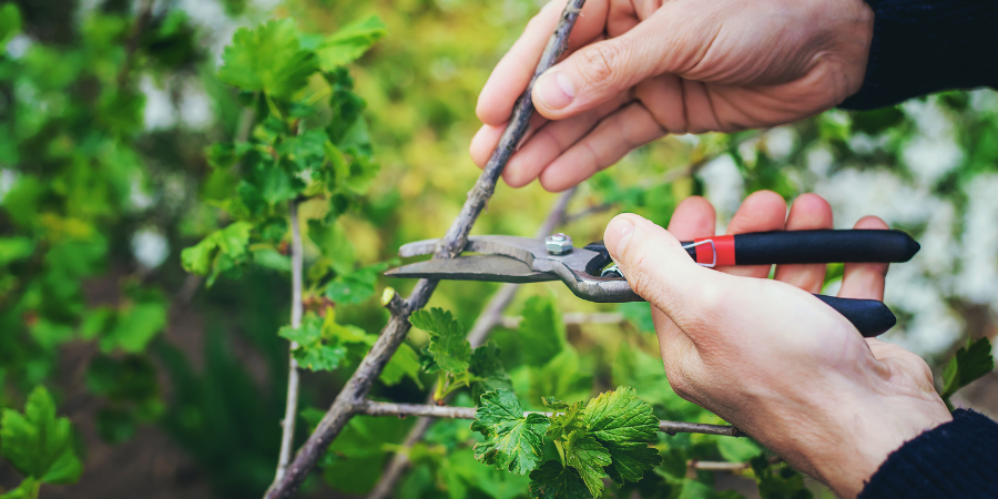 Blog_PruningPlant_900x450