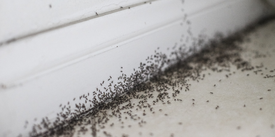 Blog_ShedPests_900x450