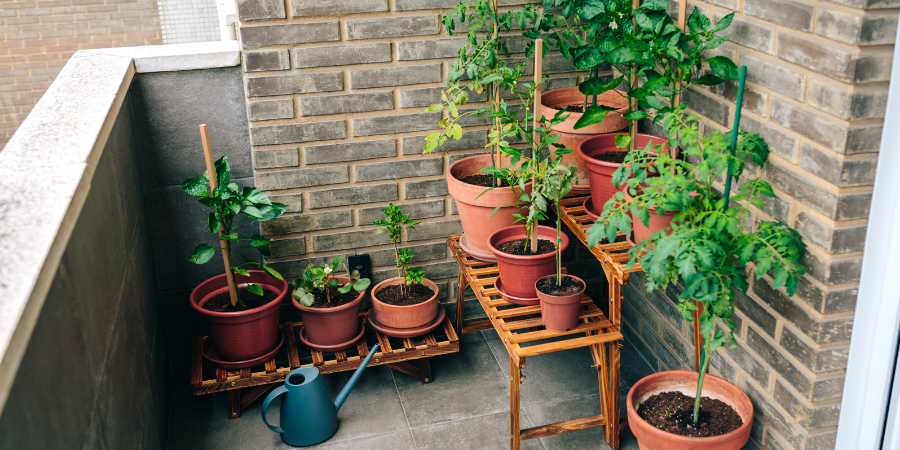 Blog_SmallSpaceGardening_900x450