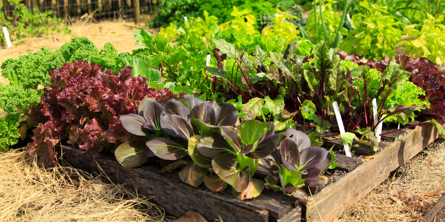 Blog_Sun Exposure Garden_900x450