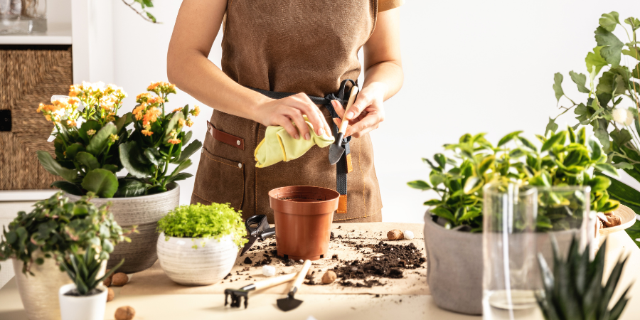 Blog_TipsforHobbyGardener_900x450