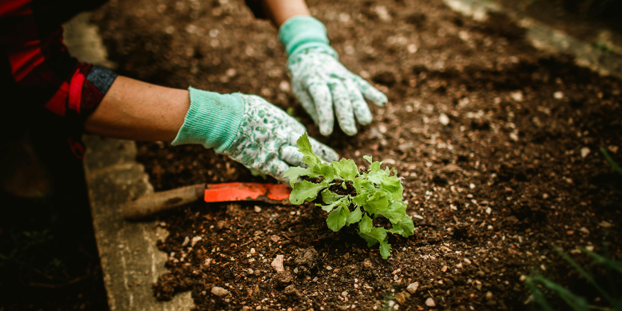 Blog_YearRoundGardening_900x450