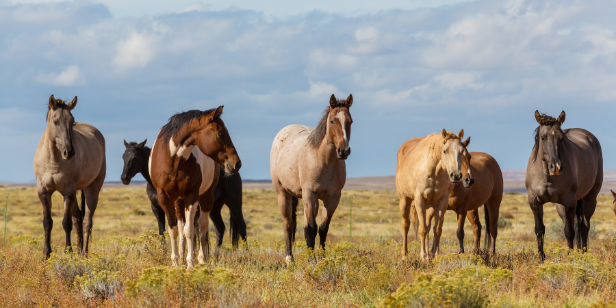 Blog_Horse Care_900x450