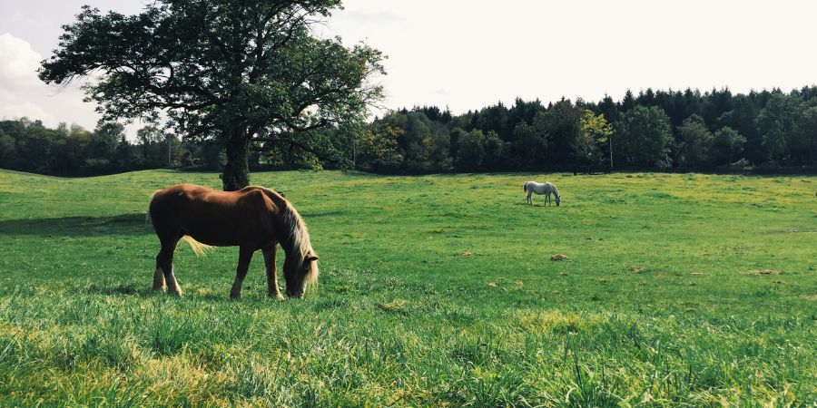 Blog_Horses in Field_900 x 450