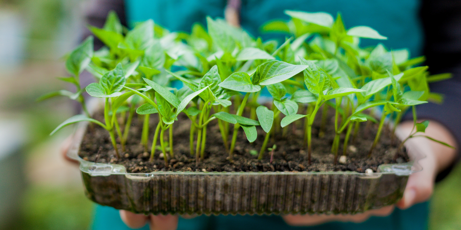 Seed Saving And Starting 101 Save Money And Time