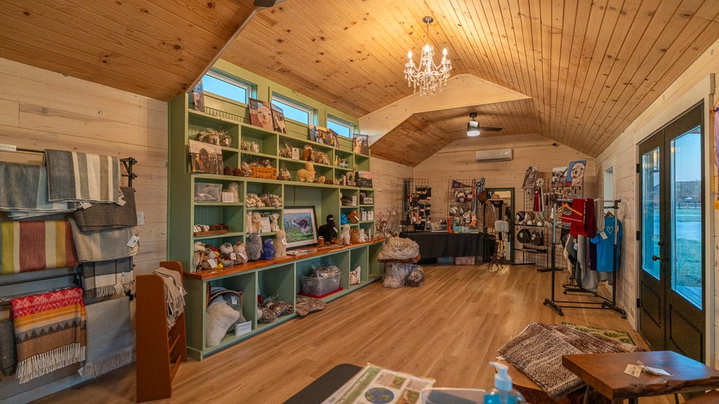Inside Lydia's Boutique & Yarn, with shiplap walls, a vaulted wood ceiling, a chandelier and green built-in shelving stocked with alpaca fiber goods