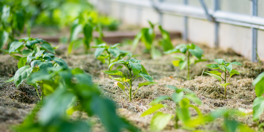 backyard vegetable garden in the sun