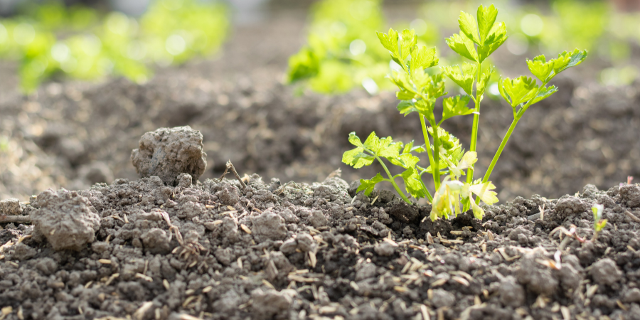 how to prep soil for garden