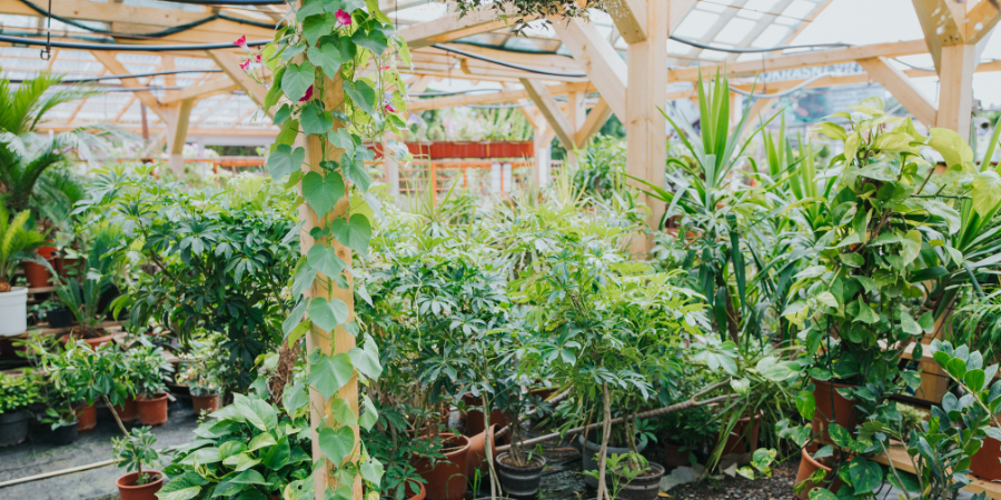 greenhouse and cold frame garden