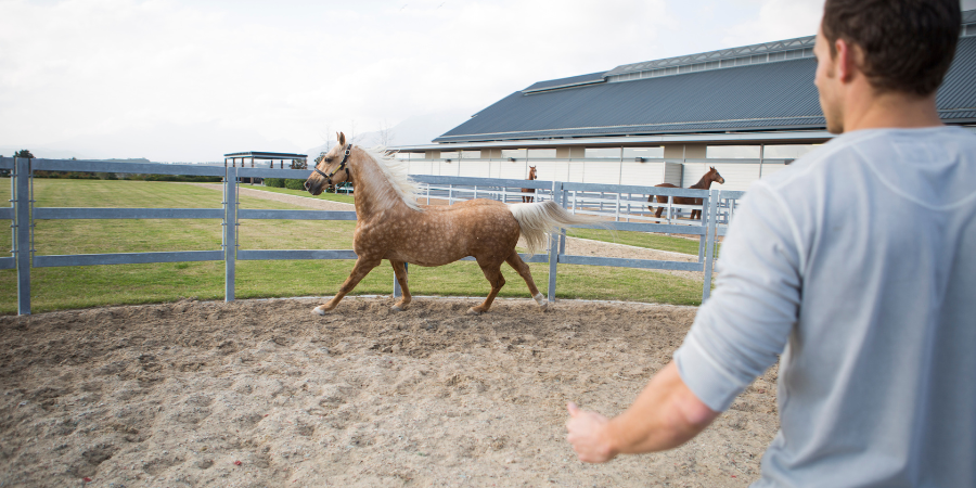 horse running during training