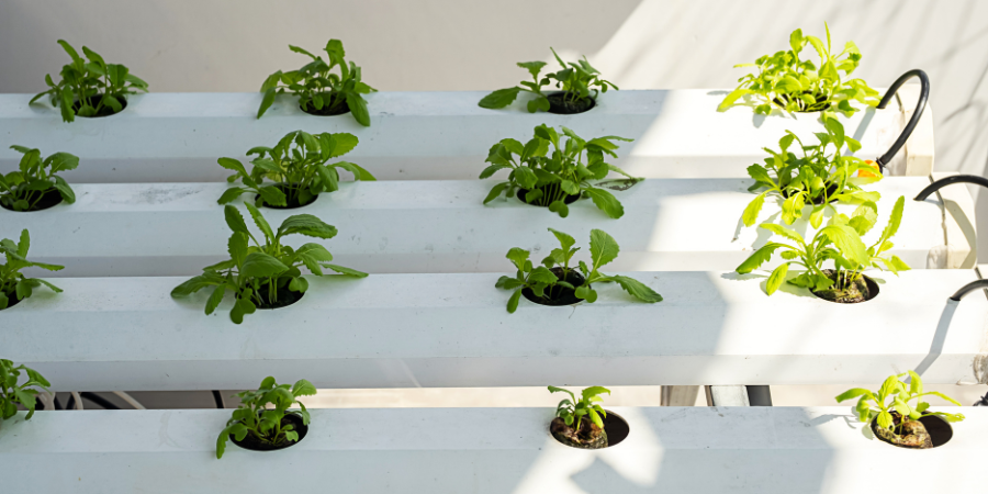 Hydroponic Gardening at Home
