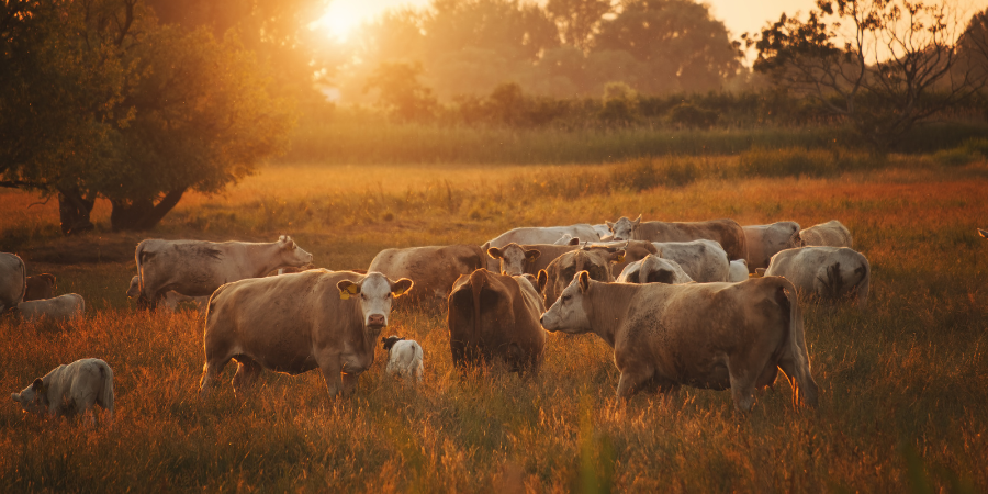 cows standing in field