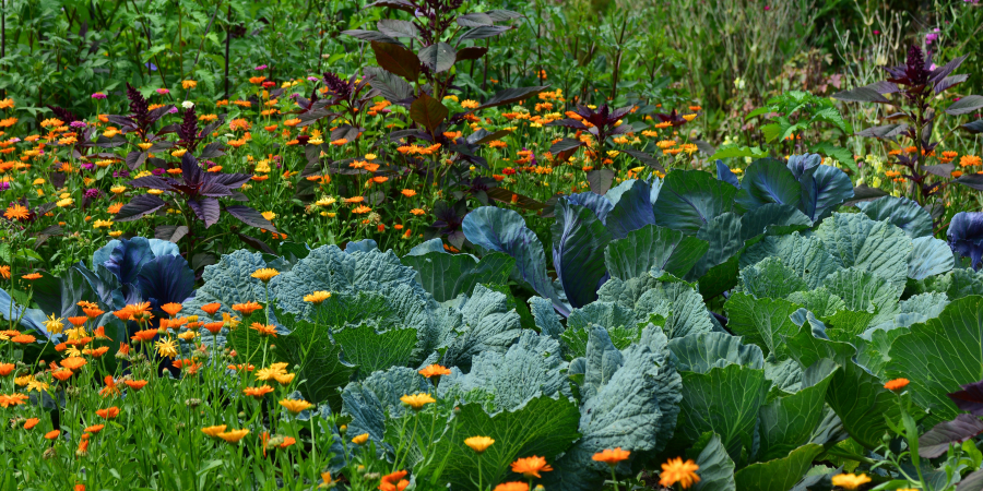expert garden in texas
