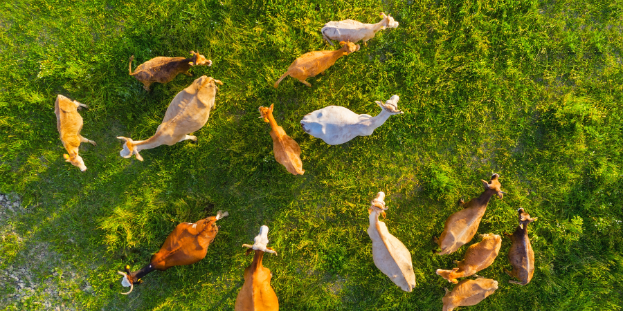 Multiple animal species farm herd