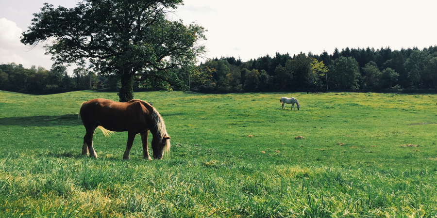 horses in pasture