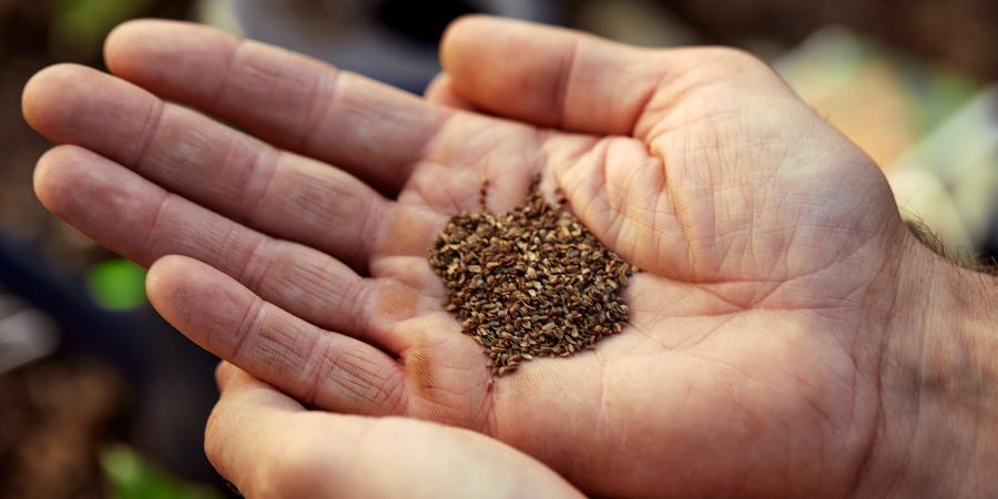 beginner gardener saving seeds